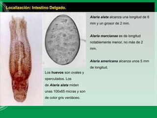 Color Alaria Enfermedades por trematodos. | PPTX