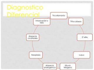 Diagnostico
Diferencial

Tricotilomanía

Intoxicación x
talio

Tiña cabeza

Alopecia
cicatrizales

2° sífilis

Neoplasia

Lupus

Alopecia
androgénica

Efluvio
telógeno

 