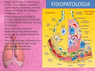 FISIOPATOLOGIA
• tener cuenta que el pulmón es el
primer filtro donde el sistema
capilar recibe desechos, toxinas,
células activadas de la sangre,
citoquinas, etc.
• Estos desechos provocan un
proceso inflamatorio lo que lleva
al formación de radicales tóxicos
de oxigeno.
• Esto radicales atacan la
membrana produciendo edema
severo de las células alveolares
tipo II.
• Este gran proceso inflamatorio y
sus reacciones da lugar a que
solo un pequeño volumen
pulmonar esté ventilado,
 