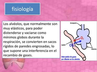 fisiología
Los alvéolos, que normalmente son
muy elásticos, para poder
distenderse y vaciarse como
mínimos globos durante la
respiración, se convierten en sacos
rígidos de paredes engrosadas, lo
que supone una interferencia en el
recambio de gases.
 