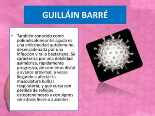 GUILLÁIN BARRÉ
• También conocido como
poliradiculoneuritis aguda es
una enfermedad autoinmune,
desencadenada por una
infección viral o bacteriana. Se
caracteriza por una debilidad
asimétrica, rápidamente
progresiva, de comienzo distal
y avance proximal, a veces
llegando a afectar la
musculatura bulbar
respiratoria, y que cursa con
pérdida de reflejos
osteotendinosos y con signos
sensitivos leves o ausentes..
 