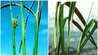Enfermedades que afectan el cultivo de arroz