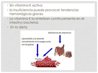 • Sin vitamina K activa
• la insuficiencia puede provocar tendencias
hemorrágicas graves
• La vitamina K la sintetizan continuamente en el
intestino bacterias
• En la dieta
 