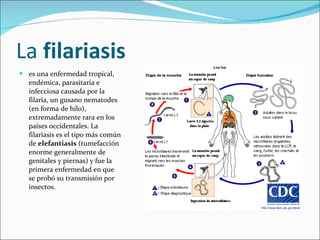 La  filariasis es una enfermedad tropical, endémica, parasitaria e infecciosa causada por la filaria, un gusano nematodes (en forma de hilo), extremadamente rara en los países occidentales. La filariasis es el tipo más común de  elefantiasis  (tumefacción enorme generalmente de genitales y piernas) y fue la primera enfermedad en que se probó su transmisión por insectos. 