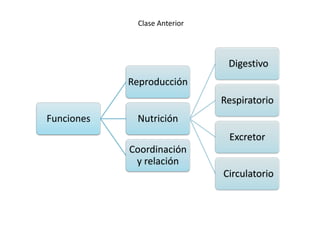 Clase Anterior

Digestivo
Reproducción

Respiratorio
Funciones

Nutrición
Excretor
Coordinación
y relación
Circulatorio

 