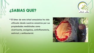 ¿SABIAS QUE?
• El látex de este árbol amazónico ha sido
utilizado desde nuestros ancestros por sus
propiedades medicinales...