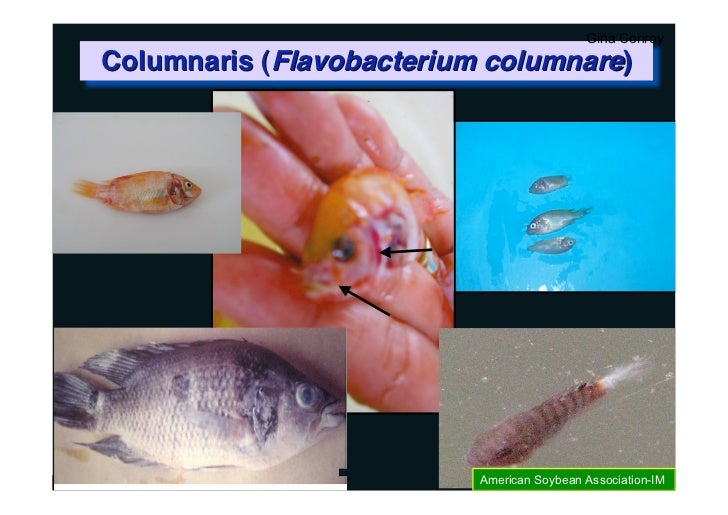 Enfermedades Tilapias