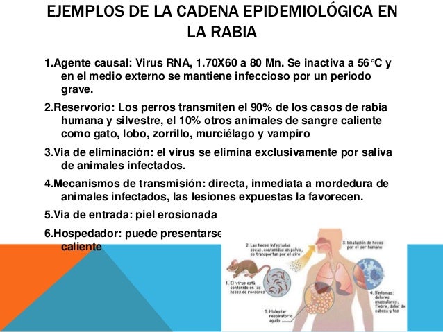 cadena epidemiologica vias de transmision enfermedades transmisibles cadena epidemiologica vias de transmision enfermedades transmisibles