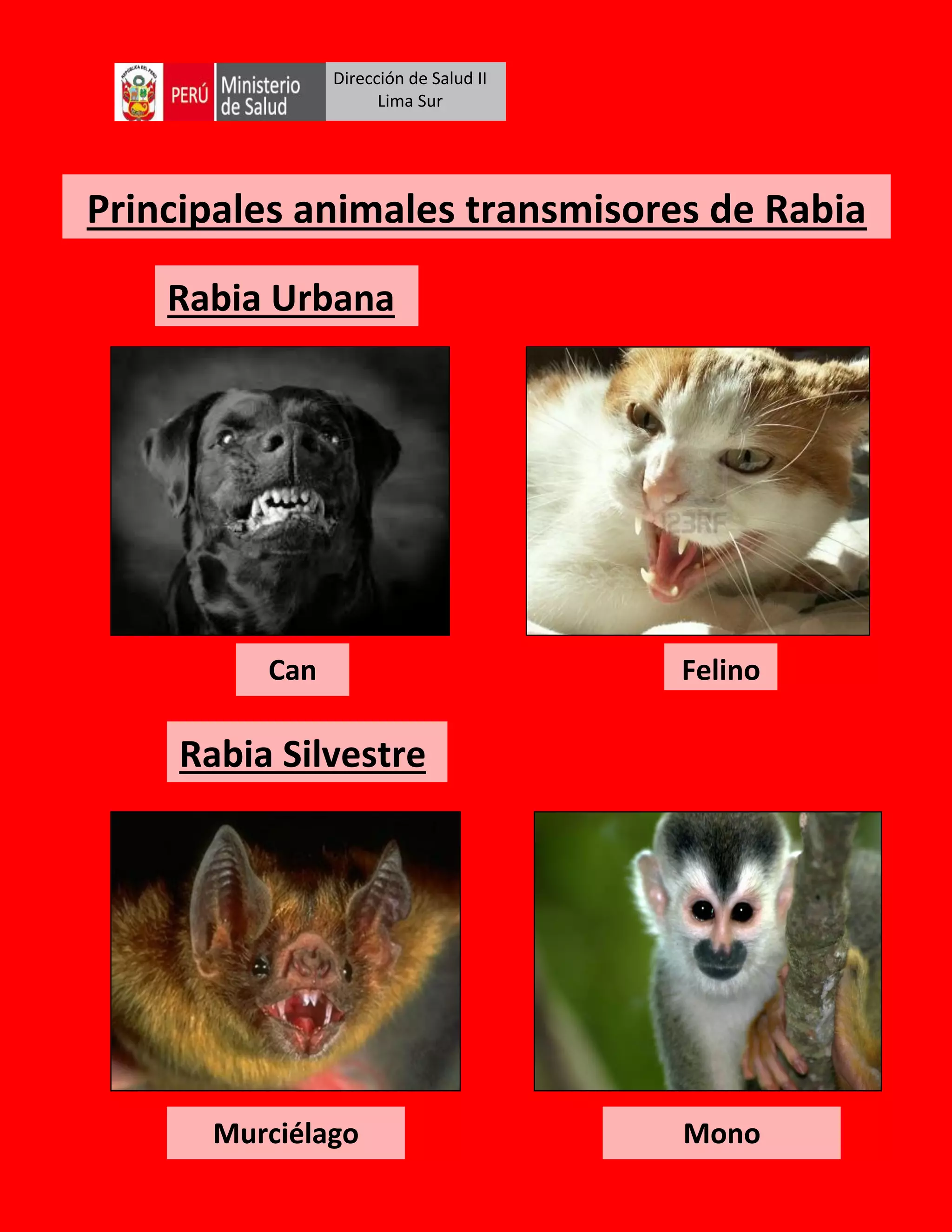 Api Rabia Czn Enfermedades transmitidas por animales zoonosis | PDF