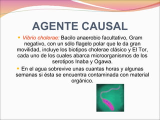 AGENTE CAUSAL Vibrio cholerae:  Bacilo anaerobio facultativo, Gram negativo, con un sólo flagelo polar que le da gran movilidad, incluye los biotipos cholerae clásico y El Tor, cada uno de los cuales abarca microorganismos de los serotipos Inaba y Ogawa. En el agua sobrevive unas cuantas horas y algunas semanas si ésta se encuentra contaminada con material orgánico. 
