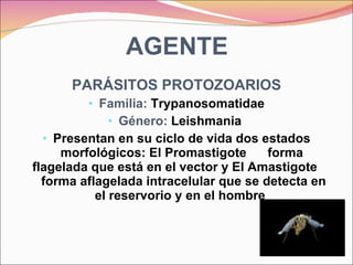 AGENTE PARÁSITOS PROTOZOARIOS Familia:  Trypanosomatidae Género:   Leishmania  Presentan en su ciclo de vida dos estados morfológicos: El Promastigote  forma flagelada que está en el vector y El Amastigote  forma aflagelada intracelular que se detecta en el reservorio y en el hombre  