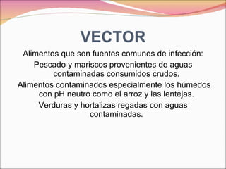 VECTOR Alimentos que son fuentes comunes de infección: Pescado y mariscos provenientes de aguas contaminadas consumidos crudos. Alimentos contaminados especialmente los húmedos con pH neutro como el arroz y las lentejas. Verduras y hortalizas regadas con aguas contaminadas. 