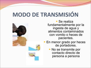 MODO DE TRANSMISIÓN Se realiza fundamentalmente por la ingesta de agua y alimentos contaminados con vomito o heces de pacientes. En menor grado por heces de portadores. No se transmite por contacto directo de persona a persona 