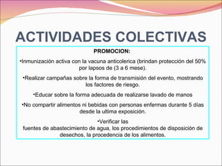 ACTIVIDADES COLECTIVAS PROMOCION:  Inmunización activa con la vacuna anticolerica (brindan protección del 50% por lapsos de (3 a 6 mese). Realizar campañas sobre la forma de transmisión del evento, mostrando los factores de riesgo. Educar sobre la forma adecuada de realizarse lavado de manos No compartir alimentos ni bebidas con personas enfermas durante 5 días desde la ultima exposición. Verificar las fuentes de abastecimiento de agua, los procedimientos de disposición de desechos, la procedencia de los alimentos. 