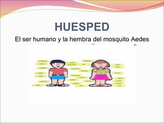 HUESPED El ser humano y la hembra del mosquito Aedes aegypti 
