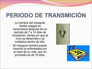 PERIODO DE TRANSMICIÓN La hembra del mosquito  Aedes aegypti  es transmisora después de un período de 7 a 14 días de incubación, tiempo en que el virus se desarrolla y se multiplica dentro de ella. El mosquito hembra puede trasmitir la enfermedad por el resto de su vida, que en promedio es de 10 días. 