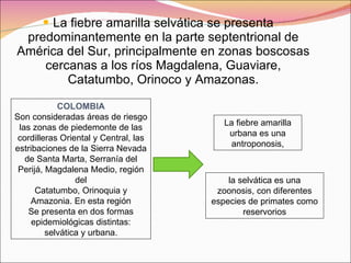 La fiebre amarilla selvática se presenta predominantemente en la parte septentrional de América del Sur, principalmente en zonas boscosas cercanas a los ríos Magdalena, Guaviare, Catatumbo, Orinoco y Amazonas. COLOMBIA Son consideradas áreas de riesgo las zonas de piedemonte de las cordilleras Oriental y Central, las estribaciones de la Sierra Nevada de Santa Marta, Serranía del Perijá, Magdalena Medio, región del Catatumbo, Orinoquia y Amazonia. En esta región Se presenta en dos formas epidemiológicas distintas: selvática y urbana. La fiebre amarilla urbana es una antroponosis, la selvática es una zoonosis, con diferentes especies de primates como reservorios 