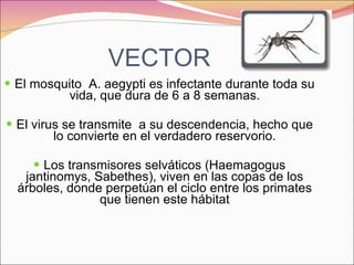 VECTOR El mosquito  A. aegypti es infectante durante toda su vida, que dura de 6 a 8 semanas. El virus se transmite  a su descendencia, hecho que lo convierte en el verdadero reservorio. Los transmisores selváticos (Haemagogus jantinomys, Sabethes), viven en las copas de los árboles, donde perpetúan el ciclo entre los primates que tienen este hábitat 