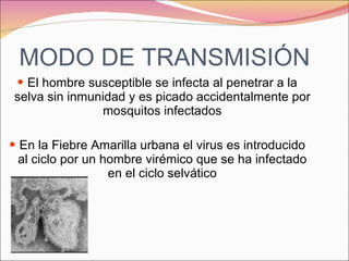 MODO DE TRANSMISIÓN El hombre susceptible se infecta al penetrar a la selva sin inmunidad y es picado accidentalmente por mosquitos infectados En la Fiebre Amarilla urbana el virus es introducido al ciclo por un hombre virémico que se ha infectado en el ciclo selvático 