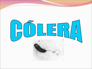 CÓLERA 
