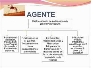 AGENTE Cuatro especies de protozoarios del género Plasmodium: Plasmodium falciparum, Plasmodium vivax,Plasmodium ovale y Plasmodium malariae.  P. falciparum es él que más frecuentemente causa complicaciones y mortalidad En Colombia: Plasmodium vivax y Plasmodium falciparum; la transmisión de P. malariae ocurre en focos dispersos a lo largo de la costa Pacífica Infecciones mixtas: Infecciones simultáneas por 2 especies, usualmente P. vivax y P. falciparum 