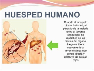HUESPED HUMANO Cuando el mosquito pica al huésped, el parasito de la malaria entra al torrente sanguíneo, se multiplica en las células del hígado, luego se libera nuevamente al torrente sanguíneo donde infecta y destruye las células rojas 