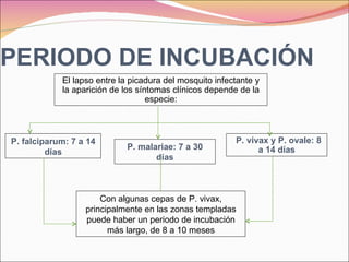 PERIODO DE INCUBACIÓN El lapso entre la picadura del mosquito infectante y la aparición de los síntomas clínicos depende de la especie: P. falciparum: 7 a 14 días P. vivax y P. ovale: 8 a 14 días P. malariae: 7 a 30 días Con algunas cepas de P. vivax, principalmente en las zonas templadas puede haber un periodo de incubación más largo, de 8 a 10 meses 