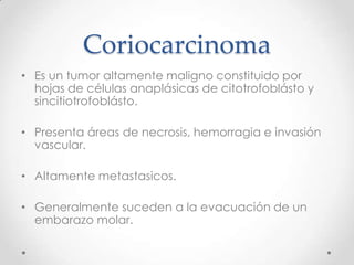 Coriocarcinoma
• Es un tumor altamente maligno constituido por
  hojas de células anaplásicas de citotrofoblásto y
  sincitiotrofoblásto.

• Presenta áreas de necrosis, hemorragia e invasión
  vascular.

• Altamente metastasicos.

• Generalmente suceden a la evacuación de un
  embarazo molar.
 