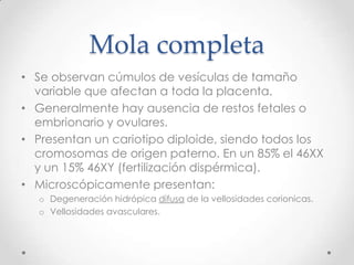 Mola completa
• Se observan cúmulos de vesículas de tamaño
  variable que afectan a toda la placenta.
• Generalmente hay ausencia de restos fetales o
  embrionario y ovulares.
• Presentan un cariotipo diploide, siendo todos los
  cromosomas de origen paterno. En un 85% el 46XX
  y un 15% 46XY (fertilización dispérmica).
• Microscópicamente presentan:
  o Degeneración hidrópica difusa de la vellosidades corionicas.
  o Vellosidades avasculares.
 