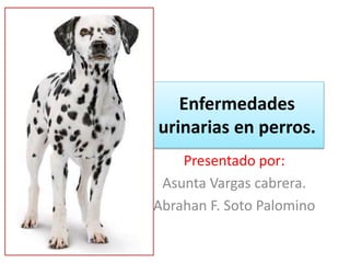 Enfermedades
urinarias en perros.
Presentado por:
Asunta Vargas cabrera.
Abrahan F. Soto Palomino
 