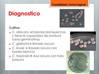 Diagnostico 
Cultivo: 
Candidiasis Vulvovaginal 
C. albicans Colonias blanquecinas 
y tiene la capacidad de producir 
tubos germinativos 
C. glabrata Rosado oscuro 
C. krusei  Rosado oscuro con 
bordes blancos 
C. tropicalis Azul oscuro con halo 
púrpura 
 