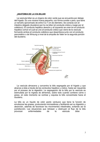 ANATOMIA DE LA VIA BILIAR

   La vesícula biliar es un órgano de color verde que se encuentra por debajo
del hígado. Es una víscera hueca pequeña, con forma ovoide o pera, que tiene
un tamaño aproximado de entre 5 a 7 cm de diámetro. Se conecta con el
intestino delgado (duodeno) por la vía biliar (el conducto cístico y luego por el
colédoco). El conducto hepático derecho y el izquierdo se unen en el conducto
hepático común el cual se une al conducto cístico que viene de la vesícula
formando ambos el conducto colédoco que desemboca junto con el conducto
pancreático o de Wirsung a nivel de la ampolla de Vater en la segunda porción
del duodeno.




   La vesícula almacena y concentra la bilis segregada por el hígado y que
alcanza a ésta a través de los conductos hepático y cístico, hasta ser requerida
por el proceso de la digestión. La segregación de la bilis por la vesícula es
estimulada por la ingesta de alimentos, sobre todo cuando contiene carne o
grasa, en este momento se contrae y expulsa la bilis concentrada hacia el
duodeno.

La bilis es un líquido de color pardo verduzco que tiene la función de
emulsionar las grasas, produciendo microesferas y facilitando así su digestión y
absorción, además de favorecer los movimientos intestinales, evitando así la
putrefacción. Las situaciones que retrasan u obstruyen el flujo de la bilis
provocan       enfermedades        de      la       vesícula        biliar.




                                                                                3
 