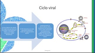 Ciclo viral
El virus infecta a las células
del organismo que expresan
el receptor CD4 (linfocitos T
helpers, macrófagos,
monocitos, células
dendríticas).
El VIH interactúa con estos
elementos celulares a
través de la glucoproteína
gp120.
Posteriormente se
desencadenan otros
fenómenos de interacción
en los cuales intervienen
correceptores de
quimioquinas (CCR5,
CXCR4), con liberación del
core viral al citoplasma
celular.
bibliografia
 