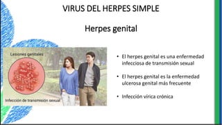 VIRUS DEL HERPES SIMPLE
Herpes genital
• El herpes genital es una enfermedad
infecciosa de transmisión sexual
• El herpes genital es la enfermedad
ulcerosa genital más frecuente
• Infección vírica crónica
 
