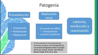 Patogenia
• El virus penetra en las terminaciones
nerviosas sensitivas y se transporta por
vía axonal retrógrada hasta el ganglio
de la raíz dorsal, donde permanece
latente hasta el fin de la vida.
Primoinfección Replicación
vírica
Latencia,
reinfección y
reactivación
• Interacción
• Penetración
• Replicación
• Formación de ARNm
• Transportación
• Lesiones herpéticas
 