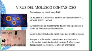 VIRUS DEL MOLUSCO CONTAGIOSO
• Causado por un poxvirus de DNA
• De acuerdo a al estructura del DNA se clasifica en MCV-1,
MCV-1ª, MCV-2, MCV-3
• Su transmisión es directamente de persona a persona o a
través de fómites o autoinoculación.
• Su periodo de incubación típico es de dos a siete semanas
• Aunque la enfermedad se considera autolimitada, la
enfermedad puede tardar de 6 meses a 5 años en que
desaparezcan las lesiones. (2 años en promedio)
 