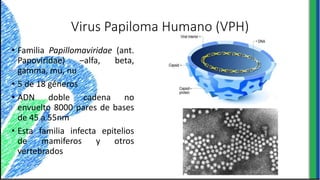 Virus Papiloma Humano (VPH)
• Familia Papillomaviridae (ant.
Papoviridae) –alfa, beta,
gamma, mu, nu
• 5 de 18 géneros
• ADN doble cadena no
envuelto 8000 pares de bases
de 45 a 55nm
• Esta familia infecta epitelios
de mamiferos y otros
vertebrados
 