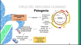Invasión vírica de
células basales del
epitelio
Potenciada por inflamación o
traumatismo
VIRUS DEL PAPILOMA HUMANO
Patogenia
Latencia
Proteínas de
la región
precoz E6 –
E7
- Regulan
transformación
celular -
Interacción
de E6 –E7
con proteínas
del huésped
Formación de
cánceres
anogenitales
Proliferación celular
continuada, lesión
de ADN
Alteración de
procesos normales
de regulación de
síntesis de ADN
C
 