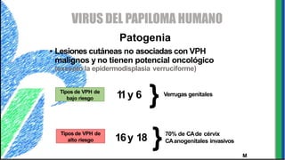 VIRUS DEL PAPILOMA HUMANO
Patogenia
• Lesiones cutáneas no asociadas con VPH
malignos y no tienen potencial oncológico
(excepto la epidermodisplasia verruciforme)
M
Tipos de VPH de
bajo riesgo
Tipos de VPH de
alto riesgo 16y 18 }
1
1y 6 } Verrugas genitales
70% de CAde cérvix
CAanogenitales invasivos
 