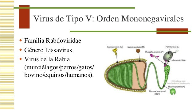 Enfermedades virales por zoonosis
