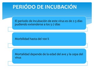 PERIÓDO DE INCUBACIÓN
El periodo de incubación de este virus es de 2-3 días
pudiendo extenderse a los 5-7 días
Morbilidad hasta del 100 %
Mortalidad depende de la edad del ave y la cepa del
virus
 