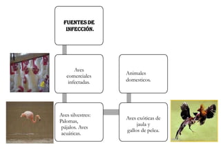 FUENTES DE
INFECCIÓN.
Aves
comerciales
infectadas.
Aves silvestres:
Palomas,
pájalos. Aves
acuáticas.
Aves exóticas de
jaula y
gallos de pelea.
Animales
domesticos.
 