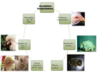 VELOGÉNICO
VICEROTROPICO.
Problemas
respitatorios
Postración y
muerte.
Diarrea
verdosa.
Edema
alrededor
de los ojos.
Exudado en
ojos y
nariz.
Mortalidad
del 50-
100%
 
