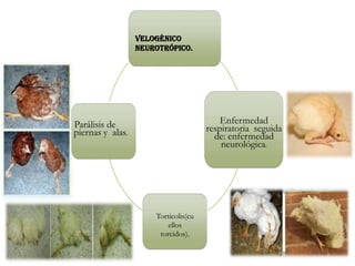 Velogénico
neurotrópico.
Enfermedad
respiratoria seguida
de: enfermedad
neurológica.
Torticolis(cu
ellos
torcidos).
Parálisis de
piernas y alas.
 