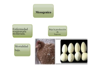 Baja la producción
de
huevos.
Mortalidad
baja.
Mesogenico
Enfermedad
respiratoria
moderada.
 