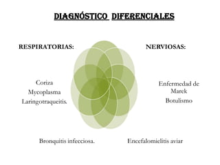 DIAGNÓSTICO DIFERENCIALES
NERVIOSAS:
Enfermedad de
Marek
Botulismo
Encefalomielitis aviar
Bronquitis infecciosa.
Coriza
Mycoplasma
Laringotraqueitis.
RESPIRATORIAS:
 