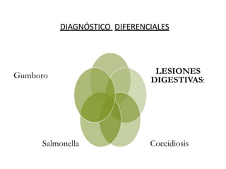 DIAGNÓSTICO DIFERENCIALES
LESIONES
DIGESTIVAS:
Coccidiosis
Salmonella
Gumboro
 