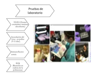 Pruebas de
laboratorio
ELISA (Ensayo
enzimático immune
absorbente)
Inoculación del
virus en pollos
(9-11 días).
Inmunofluores
cencia
PCR
(Reacción en
cadena de la
polimerasa)
 