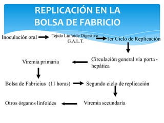 REPLICACIÓN EN LA
BOLSA DE FABRICIO
Inoculación oral Tejido Linfoide Digestivo
G.A.L.T. 1er Ciclo de Replicación
Circulación general vía porta -
hepática
Viremia primaria
Bolsa de Fabricius (11 horas) Segundo ciclo de replicación
Viremia secundaria
Otros órganos linfoides
 
