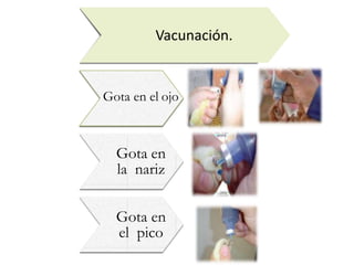 Vacunación.
Gota en el ojo
Gota en
la nariz
Gota en
el pico
 